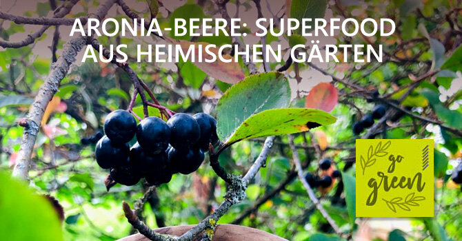 Die Aronia-Beere: Superfood aus heimischen Gärten - Heimisches Superfood