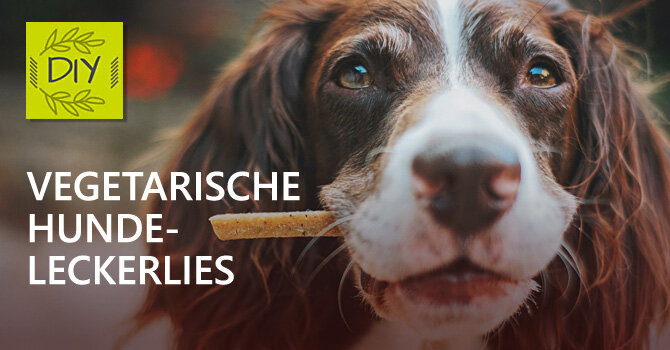 DIY Hundeleckerlies: Vegetarische Hunde-Kekse als Leckerbissen für zwischendurch - DIY Hundeleckerlies