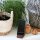 B-Ware Handy-Halter Holz Nussbaum 8 x 5 x 2,5cm